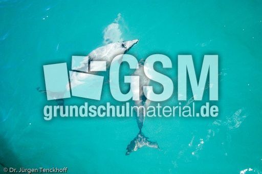 Hector-Delfin (10 von 15).jpg